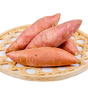 有机板栗薯图片