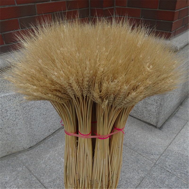 特价麦穗稻穗大小麦子麦穗干花天然植物装饰拍照道具真花花束包邮 已