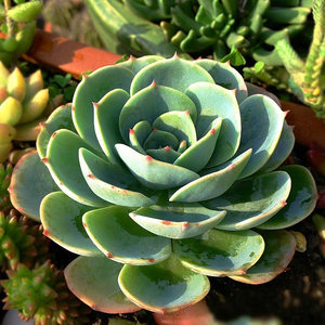 特价室内盆栽仙人多肉植物仙人荷花/石莲花/莲花掌/宝石花盆栽