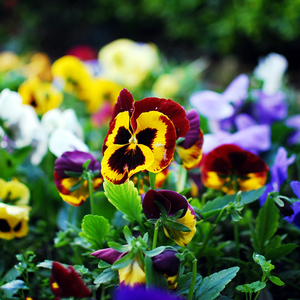 花仙子系列三色堇种子 span class=h>猫 /span>脸花阳台植物盆栽花卉
