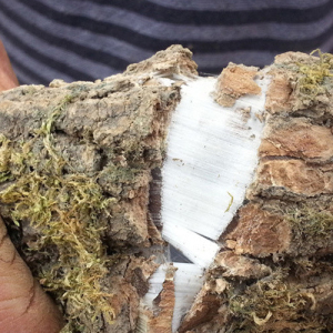  span class=h>杜仲 /span>皮树皮厚皮秦岭野生老树可泡茶泡酒 span