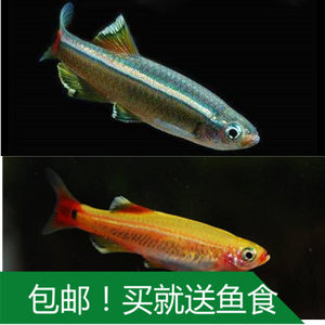 【冷水鱼观赏鱼小型图片】冷水鱼观赏鱼小型图