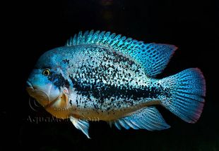 美麗孔雀魚大耳蝶翼馬賽克孔雀小型熱帶觀賞魚一對繁殖組大耳皇后