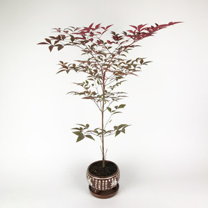 火焰红天竹 span class=h>南天竹 /span>子盆栽盆景树桩办公室绿植物