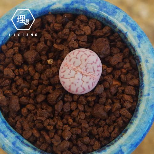 多肉植物 绫耀玉 屁屁花生石花石头花石生花包邮