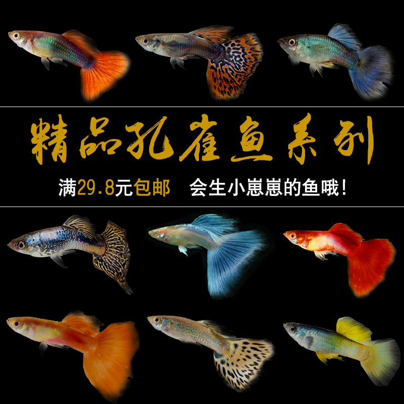 漂亮的淡水觀賞魚(漂亮的淡水觀賞魚有哪些 排行榜) 觀賞魚批發(fā)