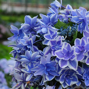 星星糖绣球图片