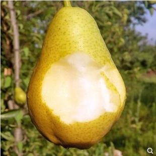 太婆梨烟台梨莱阳梨山东梨子鸭梨大头茄梨红啤梨新鲜水果5斤包邮