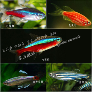 熱帶魚 觀賞魚 活體魚 燈科魚 紅綠燈 寶蓮燈 燈魚集合 特價優惠