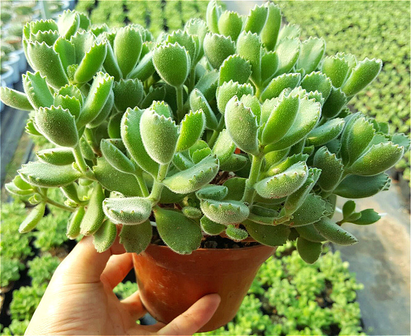 熊童子 老桩 群生多头绿熊老桩多肉植物办公室多肉绿植肉肉满包邮