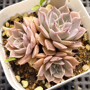 暗星多肉植物稀有状态进口植物阳台景观 span class=h>盆 /span>栽一