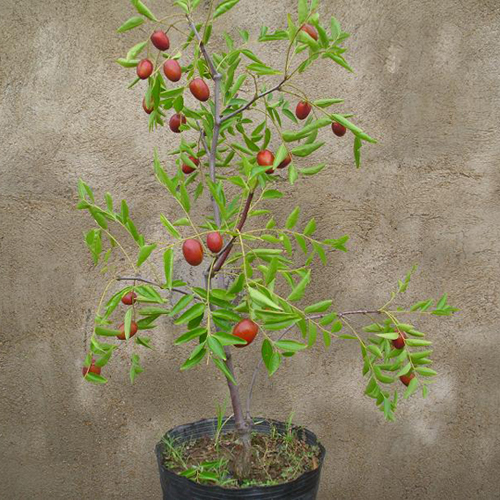 盆栽枣树种植方法图片