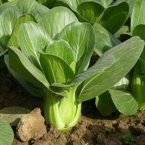四季青菜小白菜种子黑叶油菜苏州青蔬菜种籽四月慢抗热青菜矮脚黄