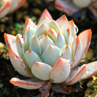 象牙莲多肉植物办公室内盆栽防辐射阳台新款稀有组合绿植花卉园艺