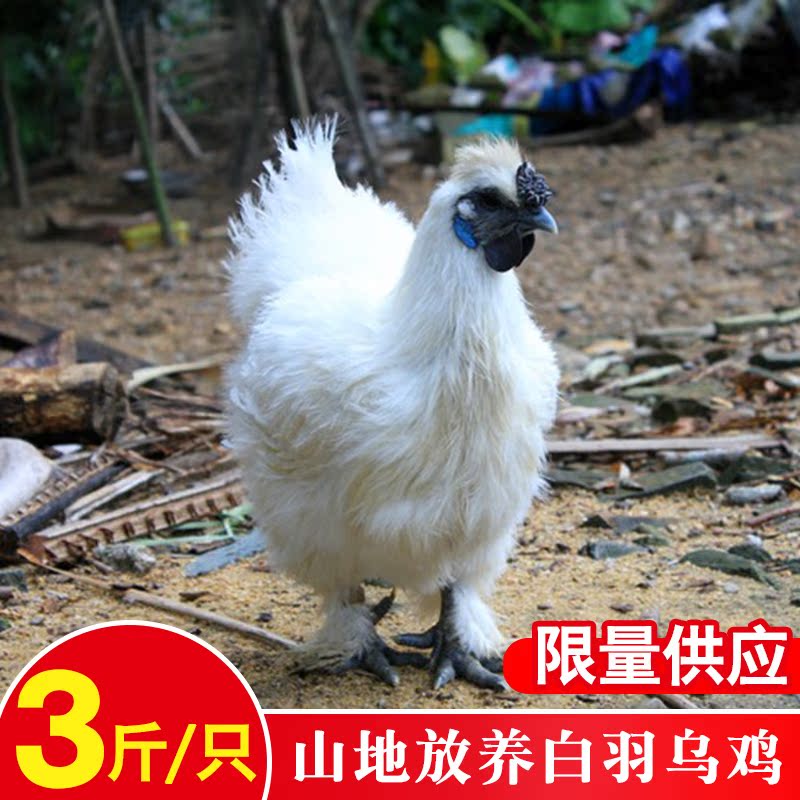 正宗农家土鸡散养公鸡真空散装新鲜童子鸡农村柴鸡走地鸡顺丰包邮 已