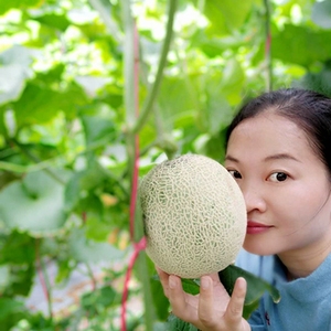 海南楼兰蜜瓜图片