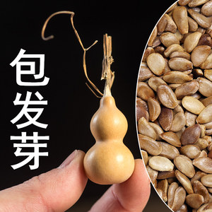 小葫芦种子庭院专场