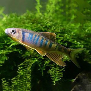 冷水观赏鱼原生专场