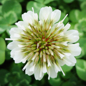  span class=h>木篱小筑 /span>幸运草白三叶草阳台观叶盆栽 span