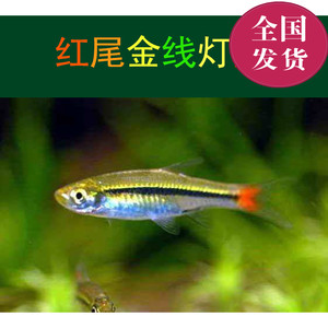红绿灯鱼活体小型灯科鱼活体热带观赏鱼淡水鱼
