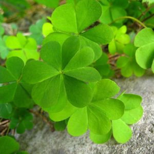 四叶草盆栽植物价格