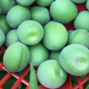 class=h>青梅 /span>酒脆梅梅子露 span class=h>新鲜 /span> span