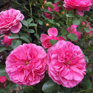 月月粉月季图片