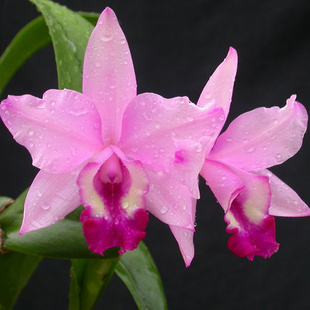 兰花皇后洋兰精品卡特兰带花苞花苗室内绿植盆栽多色花原种大花卉