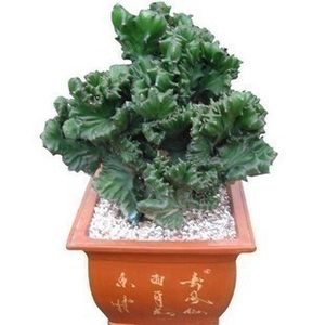 多肉植物玉麒麟 麒麟掌 彩麒麟仙人掌镇盆栽花