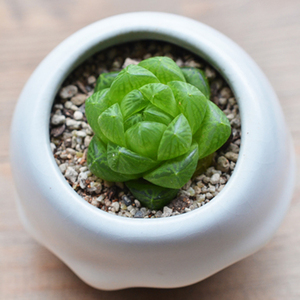 新品多肉植物姬玉露新手老桩绿植盆栽阳台办公室促销清仓包邮