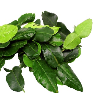泰国冬阴功汤料原料 新鲜柠檬叶青柠叶kaffir lime leaf 顺丰快递