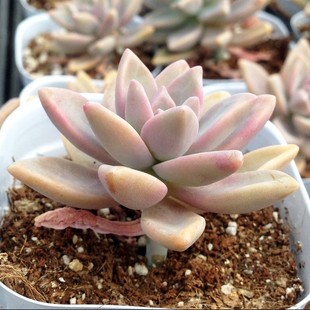 多肉叶片 多肉植物叶片 幽灵公主叶片 满20包邮