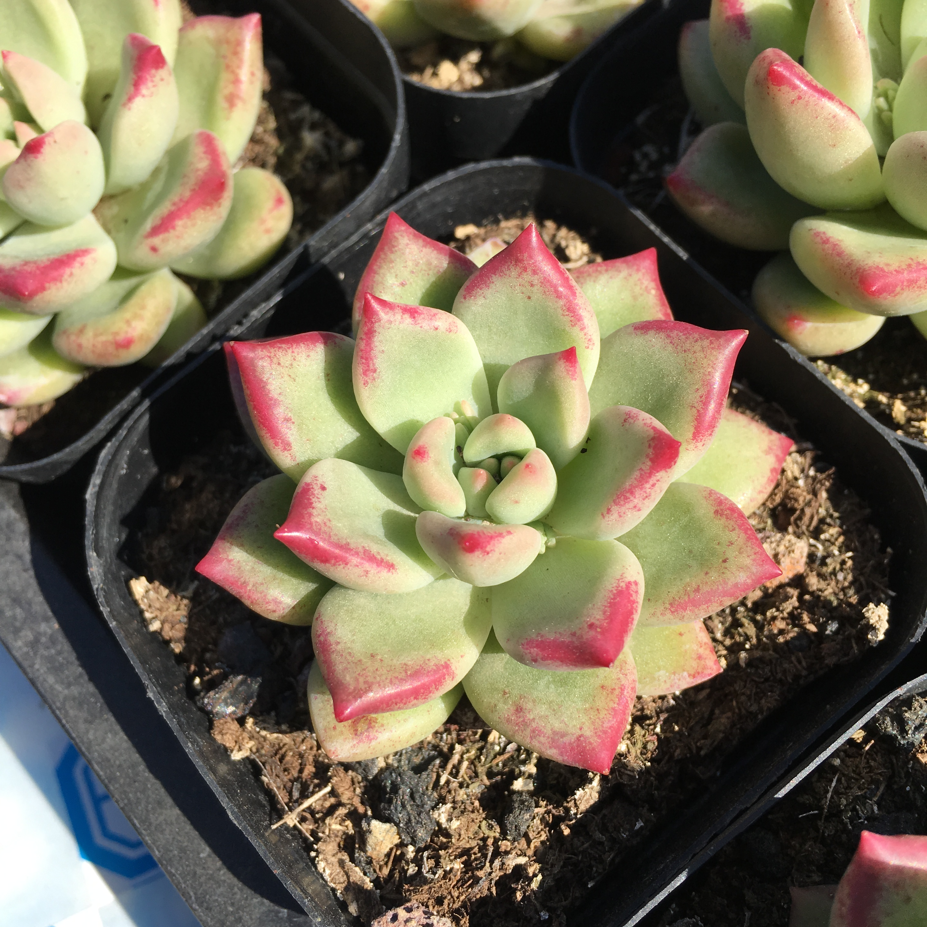 植迷爱多肉 多肉 绚丽 璀璨 多肉植物 正版 单头 随机发货