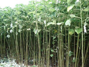 网网子鞋子麻鞋腊天然丝绳装饰绳子渔苎 span class=h>麻纤维 /span>