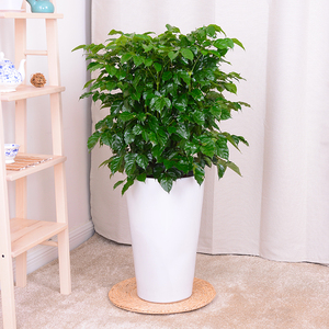 小绿宝 span class=h>幸福 /span> span class=h>树 /span> span