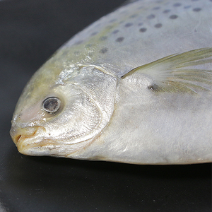 阿根廷 span class=h>雪花 /span> span class=h>鲳鱼 /span>斑点鲳 