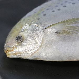 阿根廷雪花 span class=h>鲳鱼 /span>斑点鲳野生海捕 span class=h>