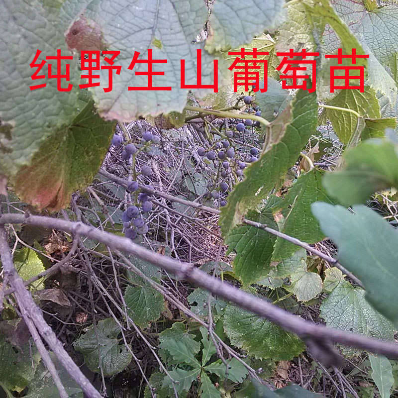 >>野生山葡萄苗宝贝列表