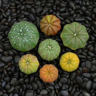 植物员外 星兜 仙人掌星球属实生迷你奇趣萌肉肉多肉植物组合盆栽