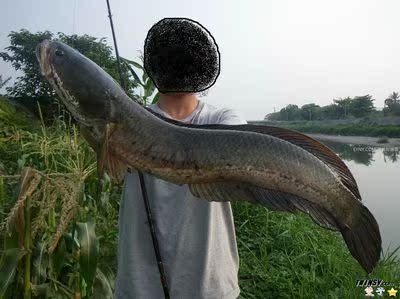 线鳢 凶猛雷龙鱼 泰国鳢 野生肉食性观赏宠物鱼 原生鱼冷水月鳢鱼