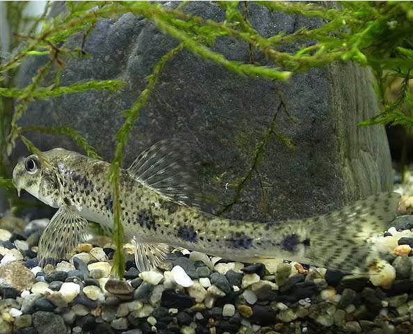 棒花魚 冷水清道夫活體常溫原生魚淘沙郎清理底砂好手淡水觀賞魚