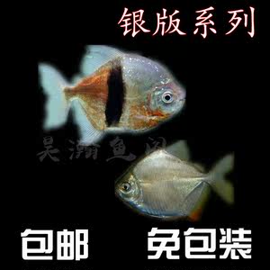 【龙鱼配鱼图片】龙鱼配鱼图片大全