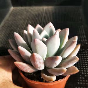 胖婆娘多肉奥普琳娜肉植物精美迷你小萌肉阳台拼盘办公室阳台多肉