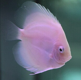 雪玉七彩神仙燕鱼及预定小苗2-3公分