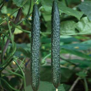 密云农家 新鲜长黄瓜500g 绿色蔬菜配送