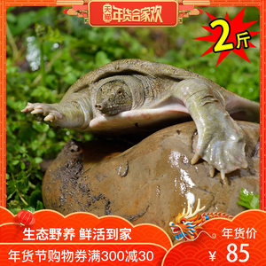 【老鳖图片】老鳖图片大全