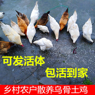 5个月大 青年白羽雪峰乌骨鸡 半大鸡 童子鸡活体乌骨土鸡包活到家