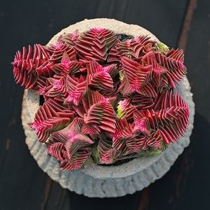 多肉植物茜之塔花卉绿盆栽办公室室内办公桌卧室阳台萌肉肉植物