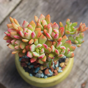 小美女多肉 span class=h>老桩 /span>群生多肉多头云南彩云园艺一物