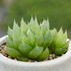 多肉植物宝草图片
